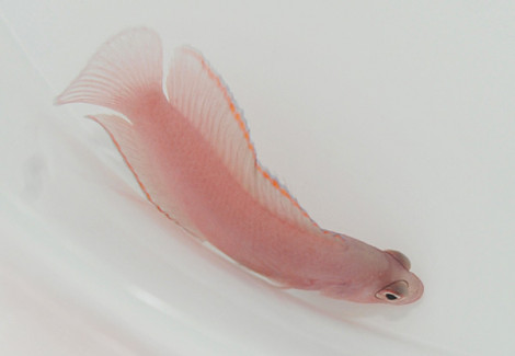 Pseudoplesiops Typus M