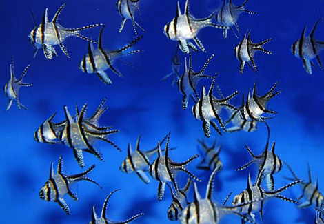 Pterapogon Kauderni M Allevato Europa
