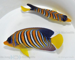 Pygoplites Diacanthus (Red Sea) S