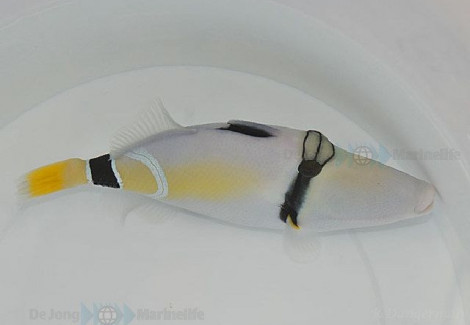 Rhinecanthus Cinereus L