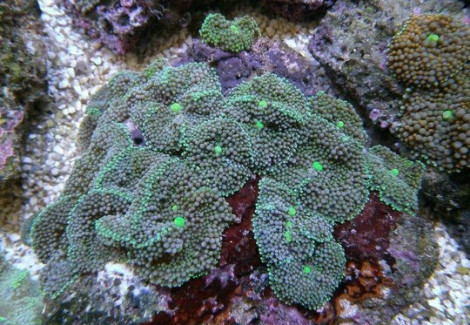 Ricordea Florida (Green-Blue) Xxl