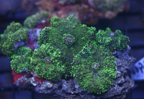 Ricordea Yuma (Green) Ml