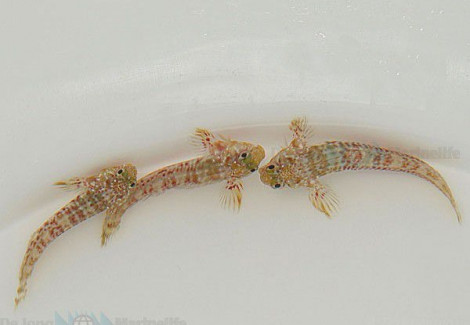 Scartella Cristata - Allevato Europa M