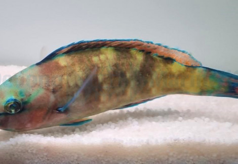 Scarus Psittacus Ml