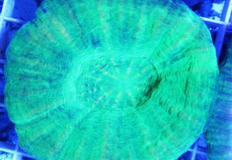Scolymia Australis (Green) L