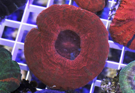 Scolymia Australis (Red) L