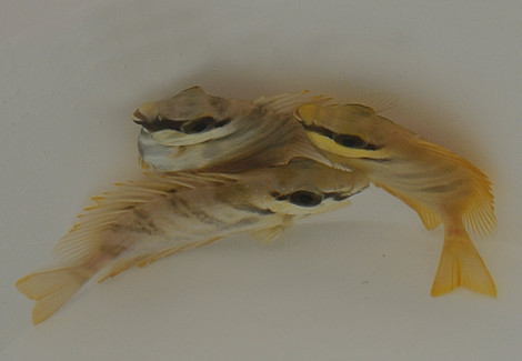 Siganus Corallinus S