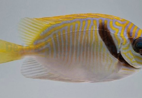 Siganus Doliatus M