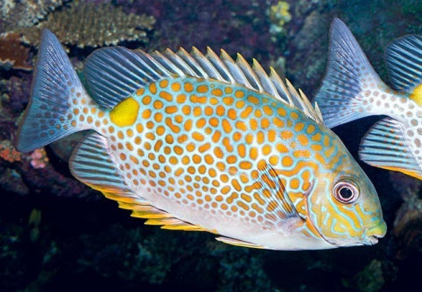 Siganus Guttatus M