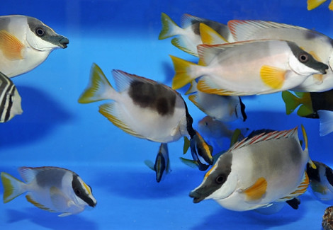 Siganus Magnificus Ml