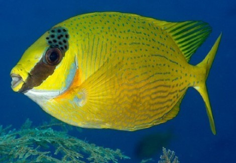 Siganus Puellus S