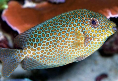 Siganus Punctatus Ml