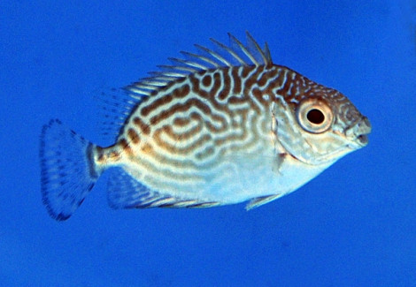 Siganus Spinus M