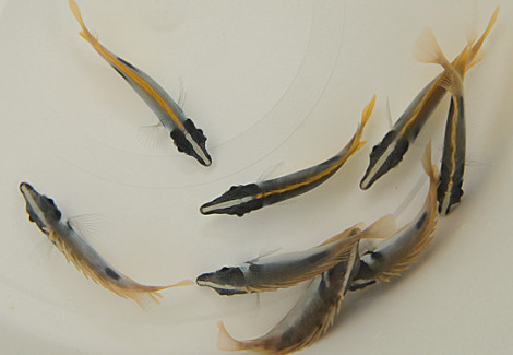 Siganus Unimaculatus S