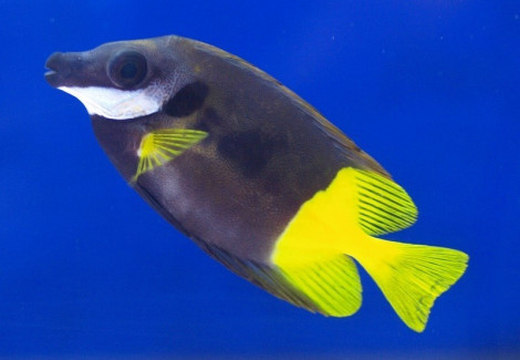 Siganus Uspi (Fiji) Ml