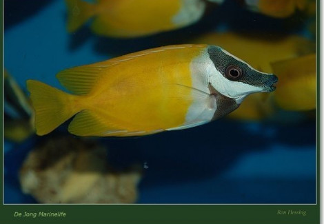 Siganus Vulpinus S