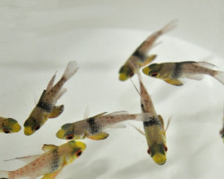 Sphaeramia Nematoptera - Allevato Europa M