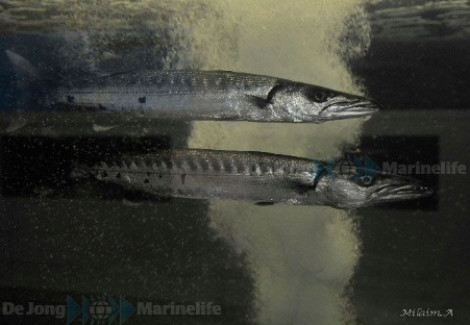 Sphyraena Barracuda S