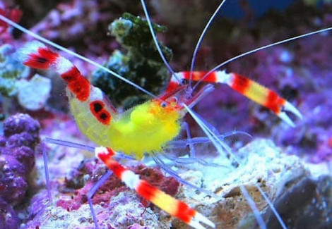Stenopus Cyanoscelis (Coppia)