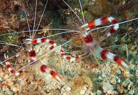 Stenopus Hispidus (Coppia)
