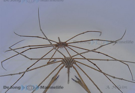 Stenorynchus Seticornis S