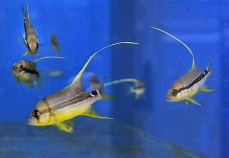 Symphorichthys Spilurus - Allevato Europa Ml