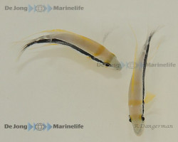 Symphorichthys Spilurus S