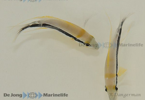 Symphorichthys Spilurus S