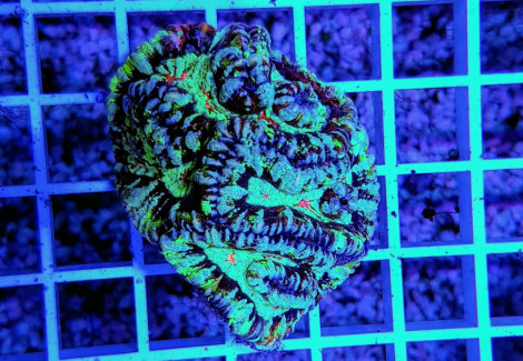 Symphyllia (Australophyllia) Wilsoni Common (Frag) M