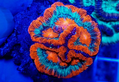 Symphyllia (Australophyllia) Wilsoni Premium (Frag) M