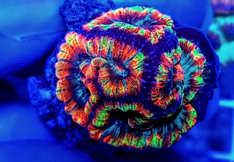 Symphyllia (Australophyllia) Wilsoni Ultra (Frag) M