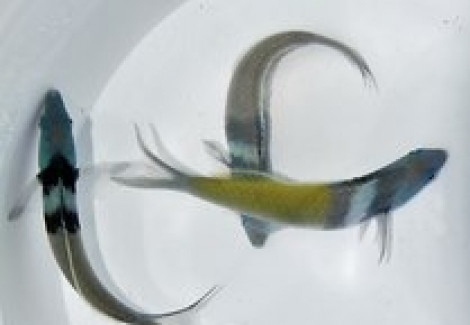Thalassoma Bifasciatum M