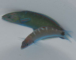 Thalassoma Lunare S