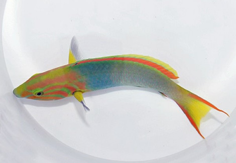 Thalassoma Lutescens M