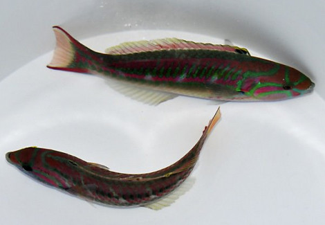 Thalassoma Quinquevittatum M