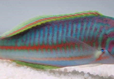 Thalassoma Rueppellii Ml