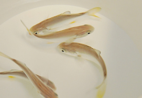 Trachinotus Carolinus - Allevato Europa M