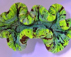 Trachyphyllia Spp. (Green Ultra) Xl