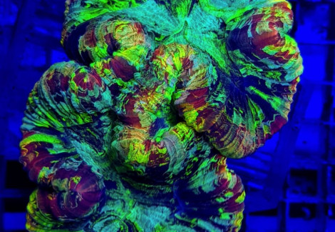 Trachyphyllia Spp. (Rainbow) Xs