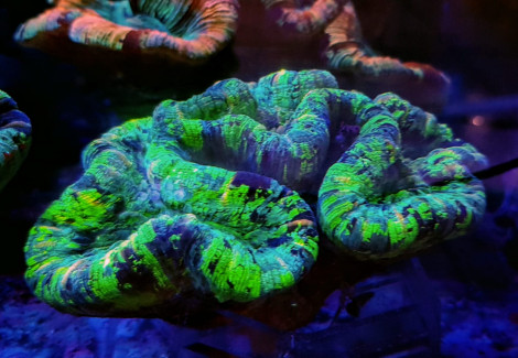 Trachyphyllia Spp. (West Australia Premium) L