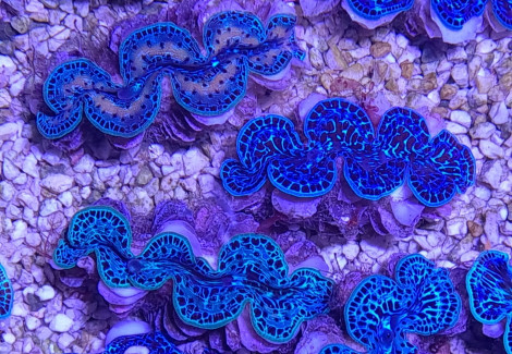 Tridacna Maxima (Blue) (Ultra) (Pacific) (4Cm) S