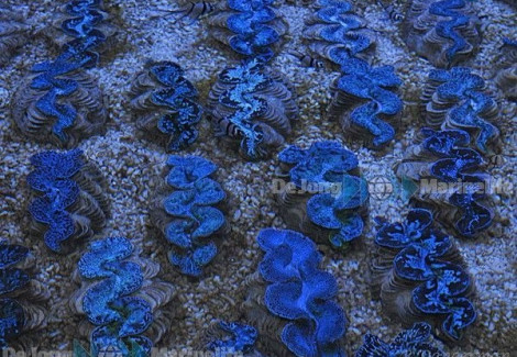Tridacna Maxima (Blue) 12Cm
