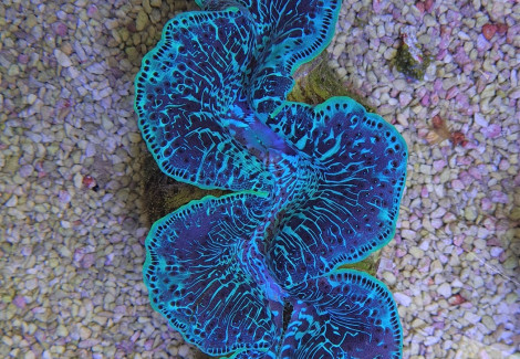 Tridacna Maxima (Green) 13Cm