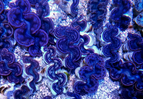 Tridacna Maxima (Pink/Purple) 5Cm S