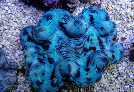 Tridacna Squamosa (Blue) 11Cm