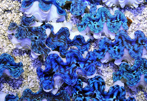 Tridacna Squamosa (Premium) 9Cm