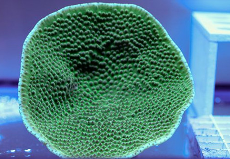 Turbinaria Mesenterina L
