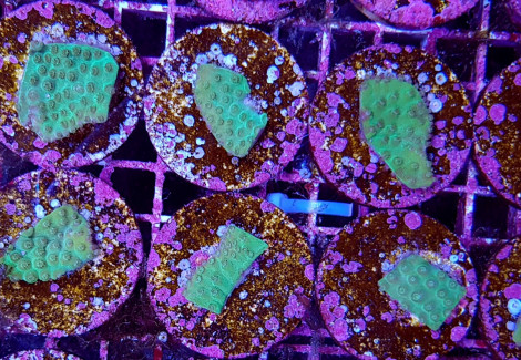 Turbinaria Mesenterina Premium (Frag) M
