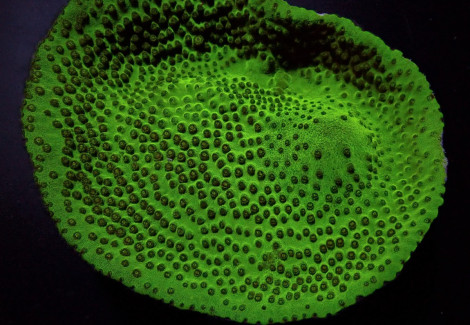 Turbinaria Mesenterina S