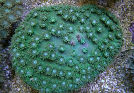 Turbinaria Peltata (Green) Xs